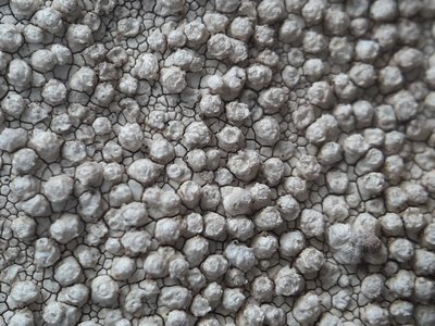 [Pertusaria monogona]